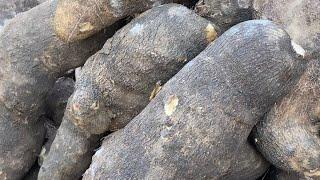 MASSIVE YAM HARVEST FROM MY SMALL FARM