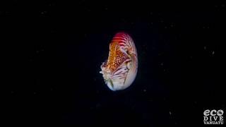 Nautilus at night