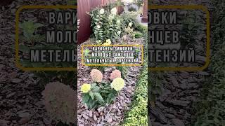 ЗИМОВКА САЖЕНЦЕВ МЕТЕЛЬЧАТЫХ ГОРТЕНЗИЙ
