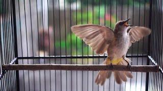 Trucukan Gacor ROPEL PANJANG Buat Pancingan Trucukan agar Bunyi Jadikan Burung Trucuk Gacor NYAUT