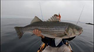 Crushing BIG Striped Bass. Multiple 20+ Pound Fish - Kayak Fishing RI