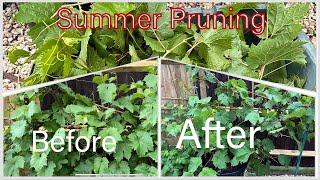 How to do Summer Grape Pruning Tips and Tricks | Grape Vines Pruning Timing #grape #pruning