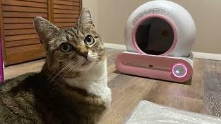 Minnie reviews a self cleaning litter box