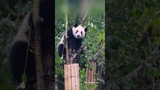 看它那小脚丫  #panda #熊猫 #shorts 【欢迎订阅MIGU Panda官方频道】