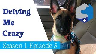 He's Starting to Drive Me Crazy / Pup Vlog / Season 1 Episode 5