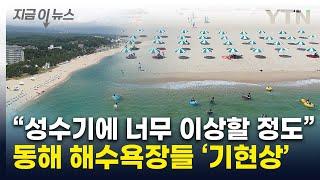 원인도 오리무중...삼척·양양 해수욕장 기현상에 '끙끙' [지금이뉴스] / YTN