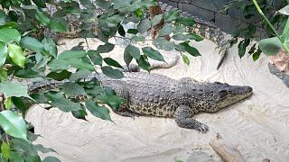 Kam z otrokom: ZOO Land, Slovenske Konjice. Oli 2 Leti, Eli 5 Let