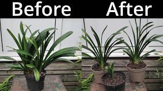 How To Propagate Clivia Plants Through Division