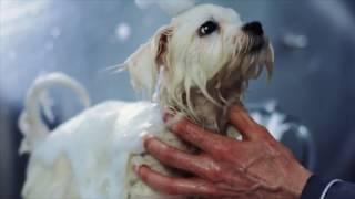 MIAU&WOOF episode 3  Malteser Welpe, baden mit tränenfreien Shampoo von MIAU&WOOF und Claudia Franke