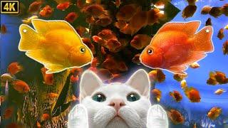 고양이가 좋아하는 영상 11시간물고기/혈앵무/자연/하프음악/힐링영상/놀이영상/고양이예능/고양이TV4K/CatTV/fish