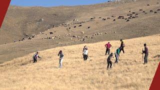 My Forest Armenia: Planting Forest for Armenia’s Future