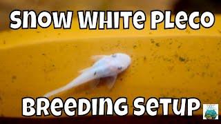 Easy Snow White Pleco Breeding Setup