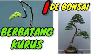 Bonsai batang kurus tampil menarik || IDE BONSAI