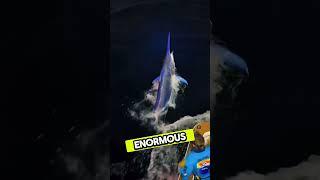Million Dollar Boats, Giant Fish, and a Crazy Hobby #fishing |T|