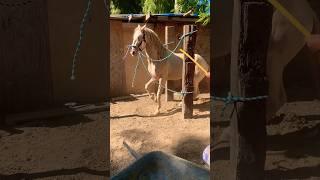 El Güero #viral #horse #california #caballos #shorts