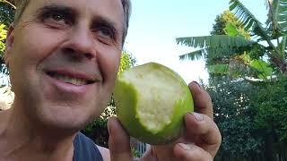 Which White Sapote Should You Have? I'll Show You!