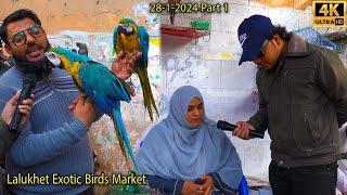 Lalukhet Exotic Hen and Rooster Birds Market Karachi Unique Parrots and Chicks | فراخ الببغاوات