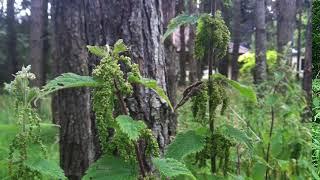 Nettle (Urtica dioica) Seeds