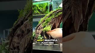 Transform your tank into a Dragon's Den! Setup Betta Fish Tank- Low Tech Nano Betta Fish Aquarium