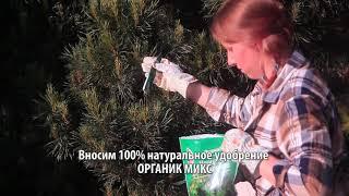 Удобрения для Хвойников