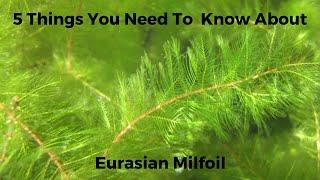 5 Things You Need To Know About Milfoil!