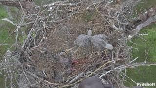 Southwest Florida Eagle Cam