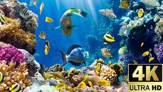 Fondo de Pantalla relajante Corales en el Océano 4k