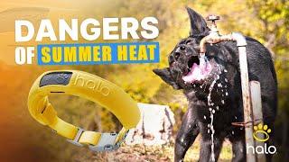 Summer Safety & Care Tips for Dogs: Prevent Overheating, Bloat, Cooling, and More with Halo Collar