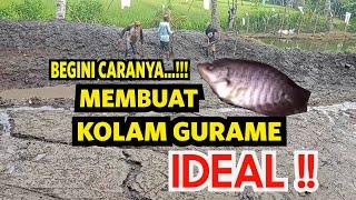 Ini dia  !! Berapa Kedalaman Ideal Kolam Ikan Gurame !! Budidaya Gurame Kolam Tanah