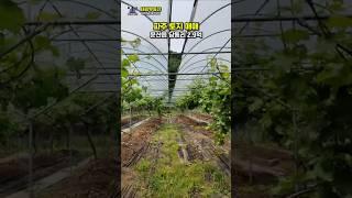 시내에서 가까운 포도농원매매 #파주농원매매