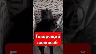 Говорящий волкособ Гул'дан #собака #волкособ #гулдан