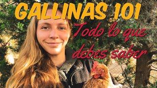 Gallinas Para Principiantes - Cuidados, Alimentación, Consejos