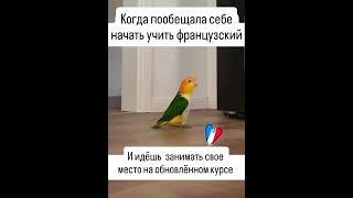 Сегодня пройдет первая встреча с Натали Горячевой в рамках обновленного интенсива по произношению!