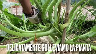 Zucchine romanesche coltivate ad alberello - potatura e legatura alla canna di supporto