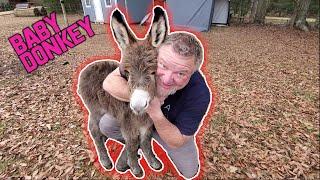 Baby Mini Donkey Introduction