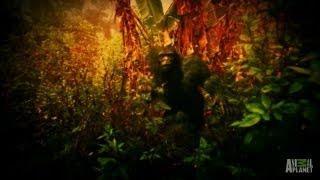 Tales of a Very Vocal Bigfoot in Indonesia | Finding Bigfoot