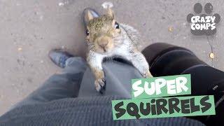 Squirrels are Jerks Compilation 2018 - Funny Squirrel Videos 