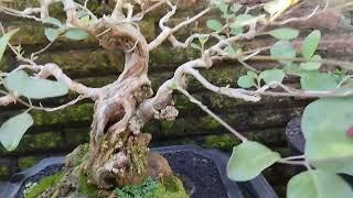 Bonsai Legundi