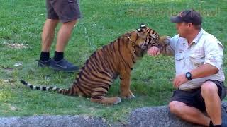 Tiger Island Cubs || Top Friendly Tiger Play with A Man