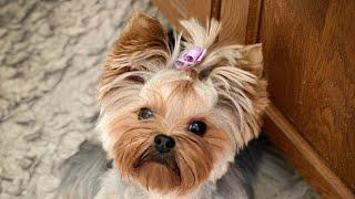 Master the Art of Yorkie Grooming in 5 Simple Steps #yorkie terrier