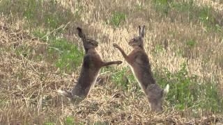 boxing hares in slow motion - boxende Hasen (Leporidae)