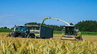 GPS Silage für Biogas | Hektar Jagt bis in die Nacht | Silage 2020