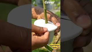 Propagate lemon tree using banana #air_layering #shorts #nature #natural #naturelovers #treegrafting