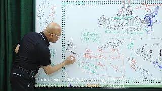 Apoptosis | Programmed Cell Death (Definition)