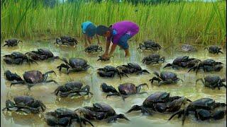 Amazing fishing Craps! fisherman catch crap in mud at rice field after the big rain in rainy season