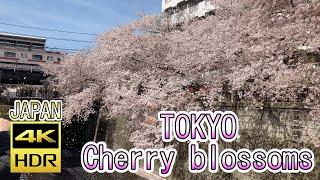 4K Most Beautiful Cherry blossom in Tokyo Japan in 2022Meguro River