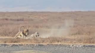 Lion Hunting Warthog | 300K Views | Ngorongoro Crater | Serengeti | Simba | Pumba |Tanzania