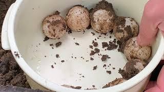 Moving Snapping Turtle Nest