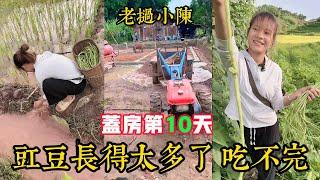 【老撾小陳】蓋房第10天。拖拉機的胎爆了。小陳帶粉絲看看小梅種的豇豆怎麼樣了，直呼根本吃不完。老撾女孩誇獎小陳長得很帥。