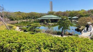 Explore this Japanese Garden and Sakura  in Sakai, Japan #LIVE